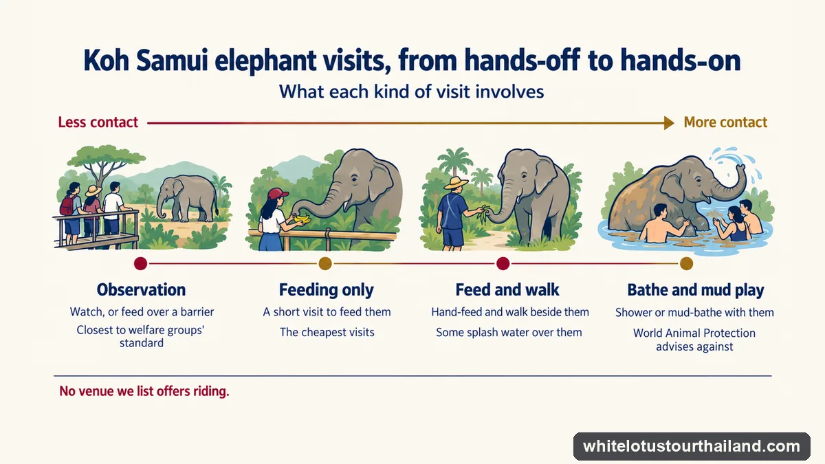 Infographic of four kinds of elephant visit on Koh Samui, from least to most contact: observation or feeding over a barrier, a short feeding visit, hand-feeding and walking beside them, and bathing and mud play, which World Animal Protection advises against